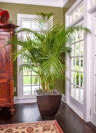 Areca Palm Indoor Palm Trees Indoor