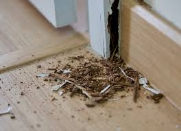 termite damage vs wood rot how to tell