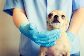 bacterial and fungal infections in dogs