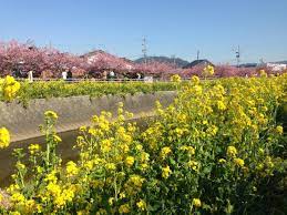 免々田川 菜の花・桜まつり | 【公式】愛知県の観光サイトAichi Now