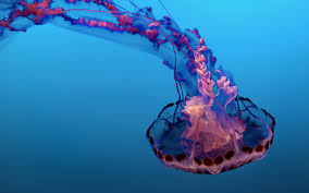 underwater jellyfish 4k 8k wallpapers