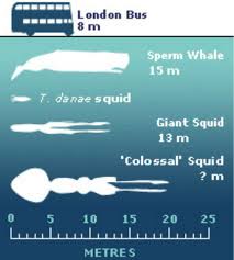 the largest squid on earth only eats 30
