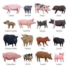 free vector pig set with mini pig and