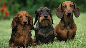 dachshund dog breed facts history and
