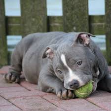 American Bully Health Caring For Your Puppies American