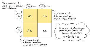 The punnett square is a table in which all of the possible outcomes for a genetic cross between two individuals with known genotypes are given. Probabilities In Genetics Article Khan Academy