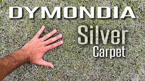 dymondia silver carpet makes an
