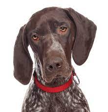 Breeders hoped to create the ultimate bird dog using a mix of other sporting. German Shorthaired Pointer Puppies For Sale Adoptapet Com