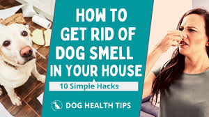how to get rid of dog smell in your