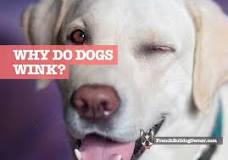 should-you-wink-back-at-your-dog