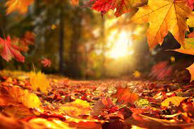 Falling Autumn Leaves Before Sunset Stock Photo - Download Image Now - Autumn, Falling, Leaf - iStock