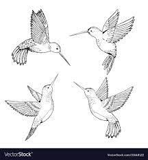 set hummingbirds sketch pencil drawing