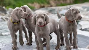 Here are 4 things to know about weimaraner puppies. Weimaraner Price Temperament Life Span