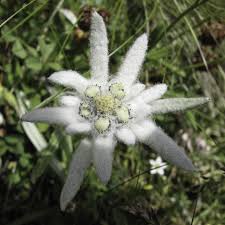 edelweiss mountain flower alpine free
