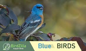 20 most beautiful types of blue birds