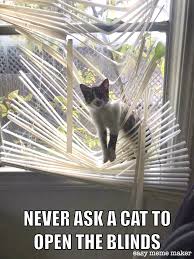 Cats can get injured or even strangle themselves in blind cords. One More Reason To Replace Mini Blinds Cats Custom Blinds Shutters