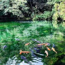 「　湧水　　　　鯉」の画像検索結果