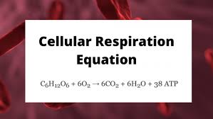 Balanced Chemical Equation For Cellular