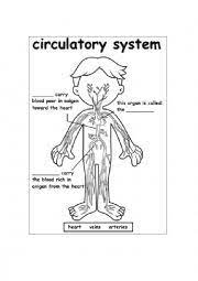 Types of economic systems worksheets. Circulatory System Esl Worksheet By Andy9e