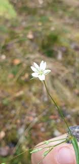 Bufonia perennis Pourr., Buffonia (Flora mondiale) - Pl@ntNet identify