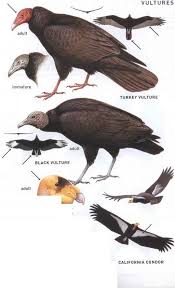 New World Vultures Family Cathartidae American Birds