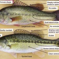 Possessing a striking complexion while being one of the. Known Morphological Characteristics For Identifying Largemouth Bass Download Scientific Diagram