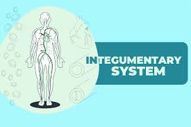 integumentary system cpt code changes