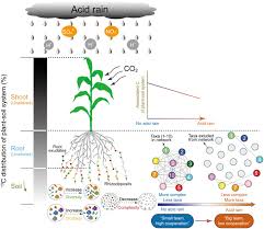 Soil Microbial Network Complexity