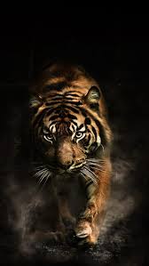 angry tiger tiger calling hd phone