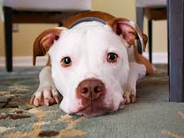 The american staffordshire terrier is a popular medium size dog breed, but are they right for you? The American Staffordshire Bull Terrier Breed Information Uk Pets Blogs