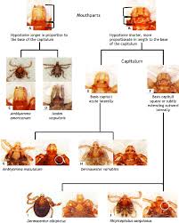 Pictorial Guide To The Larvae Of Common Ticks Affecting