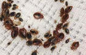bed bug treatment removal