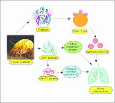 dust mite allergen induced inflammation