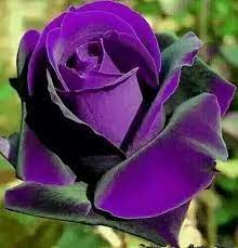 10 pcs purple flower rose seeds rare
