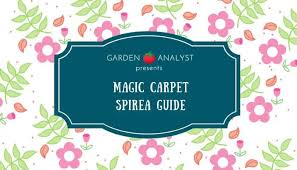 magic carpet spirea care guide learn