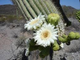I've been here 11 years and i've checked every year, dreaming it might bloom so i can see one in my lifetime, uc in full bloom, it would be adorned with as many as 30,000 flowers. Saguaro Cactus Organ Pipe Cactus National Monument U S National Park Service