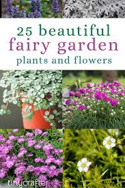 25 Best Fairy Garden Plants And Flowers
