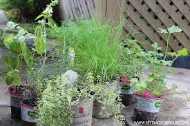 How To Plant An Outdoor Herb Garden Pot