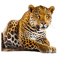 jaguar leopard tiger cheetah cat png
