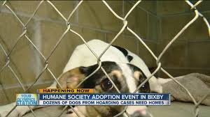 There are so many loving adoptable pets right in your community waiting for a family to call their own. Tulsa Humane Society Holds A Pet Adoption Event In Bixby Youtube