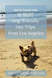 dog friendly day trips from los angeles