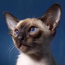 One of the cutest little cats on the planet. Types Of Siamese Cats 8 Siamese Cat Colors With Pictures