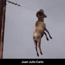 However, after he attempted to murder his pet aardvark, he was sentenced to death by firing squad. Juan Julio Carlo Juan Julio Carlo Meme Video Gifs Juan Meme Julio Meme Carlo Meme