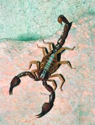 scorpion an overview sciencedirect