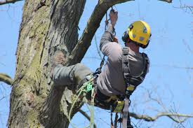 This requires several years of training and study in order to know how to administer proper tree care. 5 Things To Ask When Hiring An Arborist Baum Tree Care