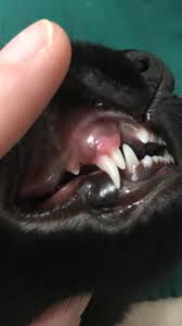 Since accurately aging kittens is crucial to proper vaccination care, foster decisions and more, the aspca's shelter medicine services team created this new chart that zeroes in on teeth as age guidelines. My 5mo Kitten S Adult Teeth Growing In Thought It Looked Neat Veterinaryprofession
