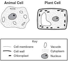 They also have an additional layer called cell wall on their cell exterior. Plant Cell Blank Diagram Science Cells Cells Project Life Science Middle School