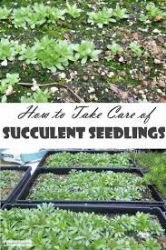 Succulent Seedlings