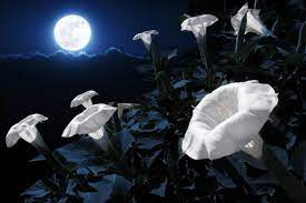 Moth Friendly Moon Gardens With