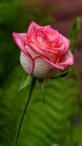 rose drops flower hd phone wallpaper